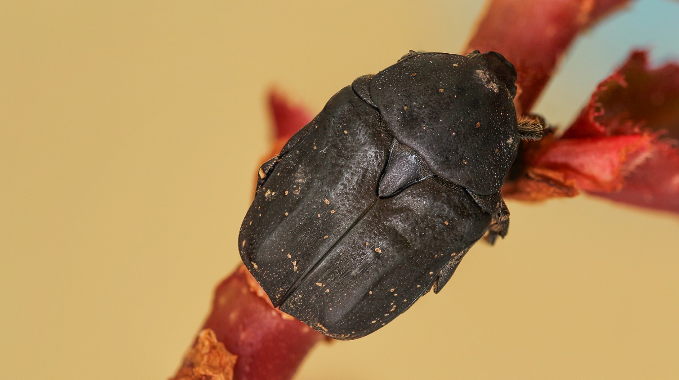 Cetoniidae:  Protaetia (Netocia) morio